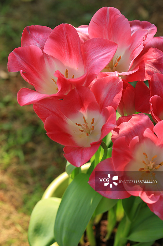 户外盛开的红色郁金香，品种为孟菲斯图片素材
