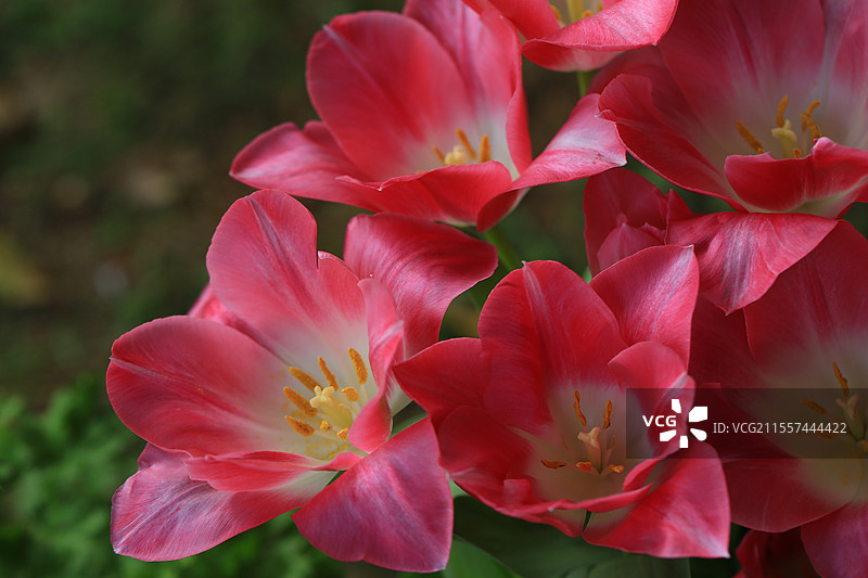户外盛开的红色郁金香，品种为孟菲斯图片素材
