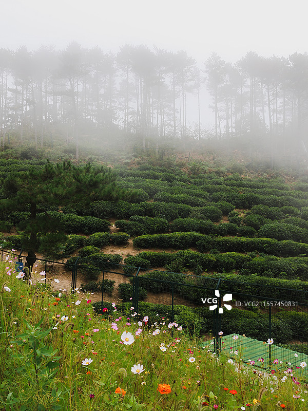 庐山云雾茶园图片素材