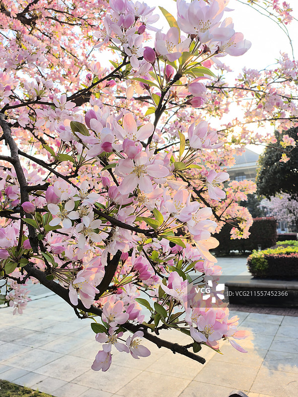 繁花争艳图片素材