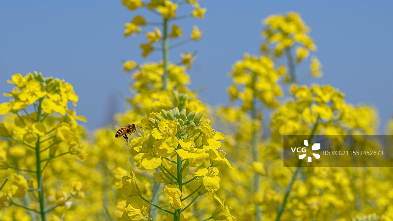 蜜蜂和油菜花图片素材