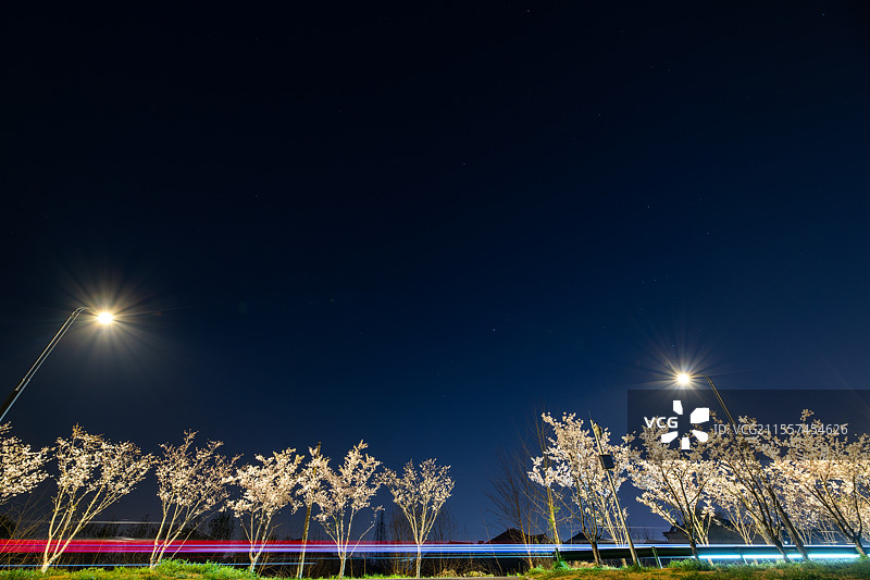 星空下的樱花树车轨图片素材
