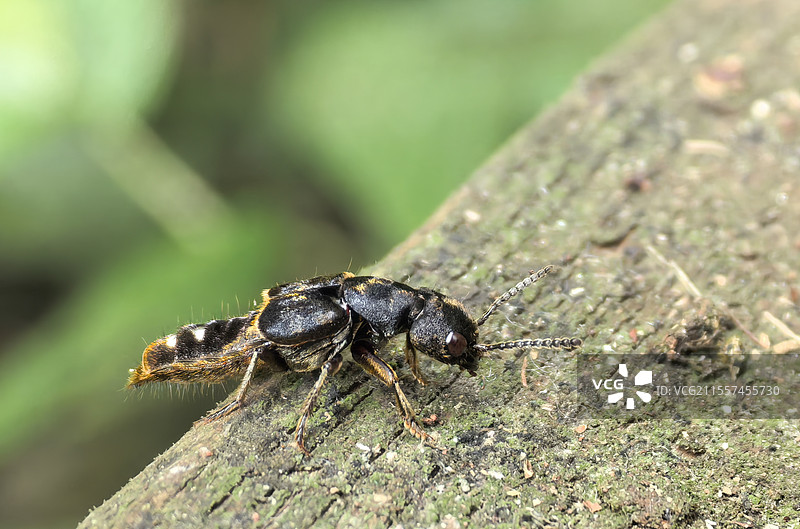 隐翅虫图片素材
