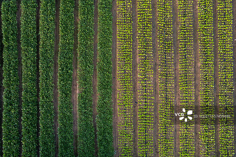 俯拍一片绿色的菜地景色图片素材