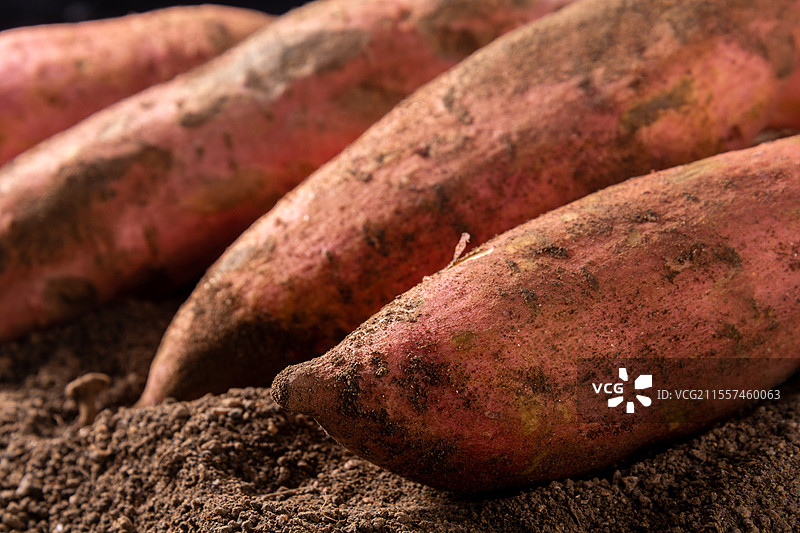 沙土里的新鲜蜜薯图片素材