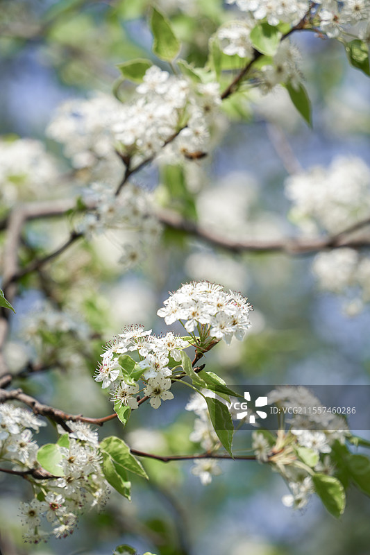 上海黄浦区外滩古城公园春季植物清新梨花景观图片素材