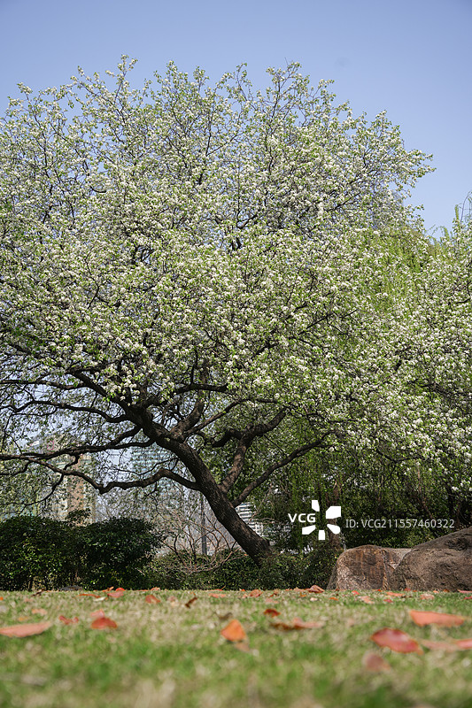 上海黄浦区外滩古城公园春季植物清新梨花景观图片素材