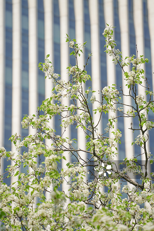 上海黄浦区外滩古城公园春季植物清新梨花景观图片素材