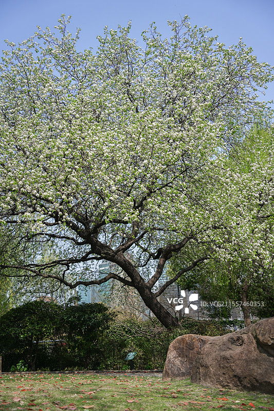 上海黄浦区外滩古城公园春季植物清新梨花景观图片素材