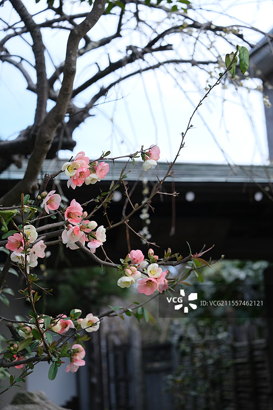 日本中学生路过花艺庭院图片素材