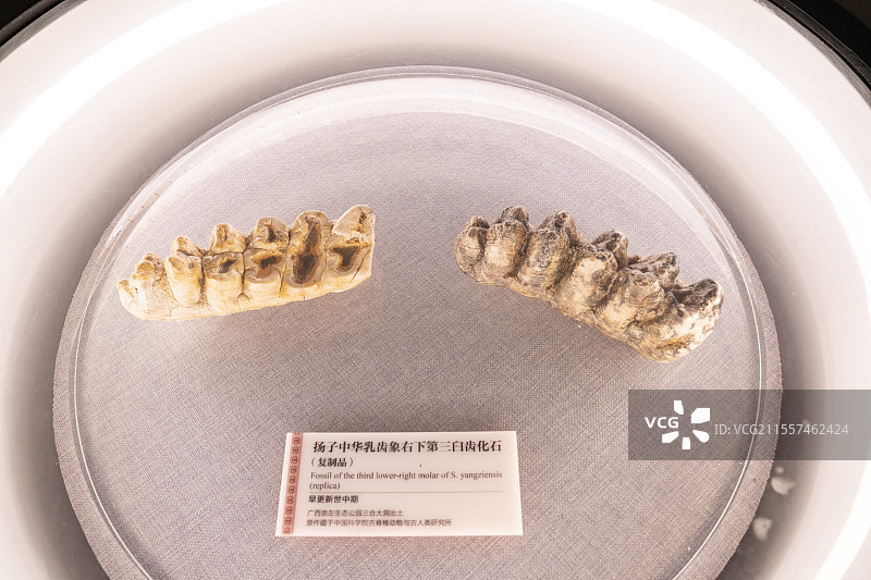 广西崇左壮族博物馆内扬子中华乳齿象右下第三臼齿化石图片素材