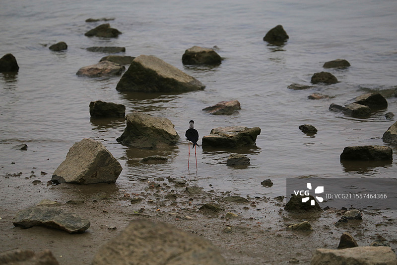 街拍爱好，不会打鸟。但也有那么几张，一并一组。不过多数是孤独的活鸟和铁鸟图片素材