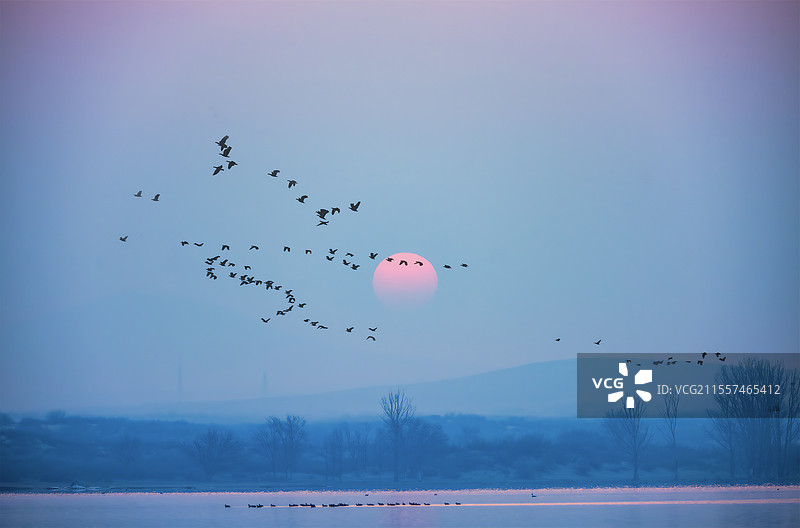 雁鸣朝阳图片素材