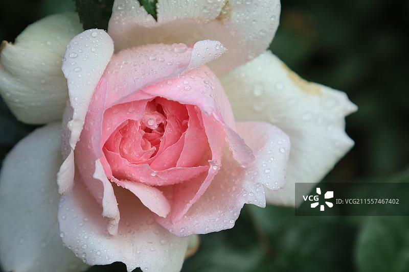 月季花图片素材