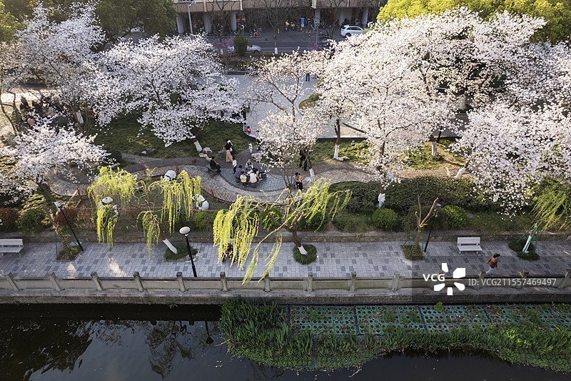 春天里公园盛开的樱花图片素材