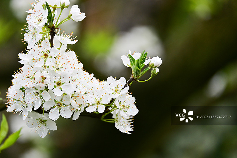 眉山市丹棱县幸福古村盛开的李花图片素材