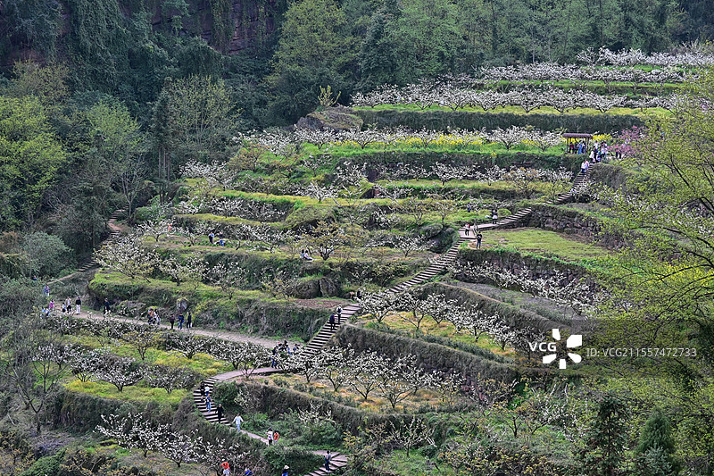 眉山市丹棱县幸福古村梯田风光图片素材