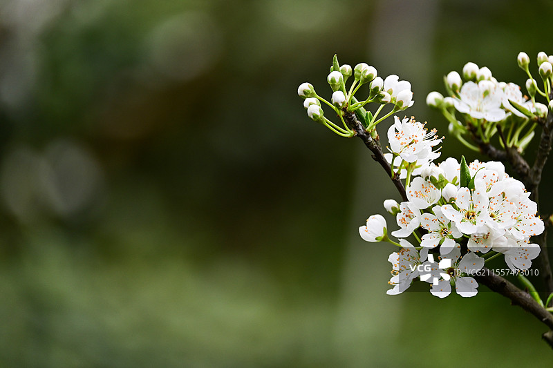 眉山市丹棱县幸福古村盛开的李花图片素材