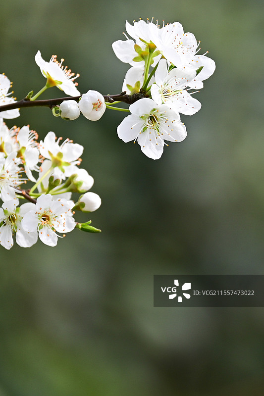 眉山市丹棱县幸福古村盛开的李花图片素材