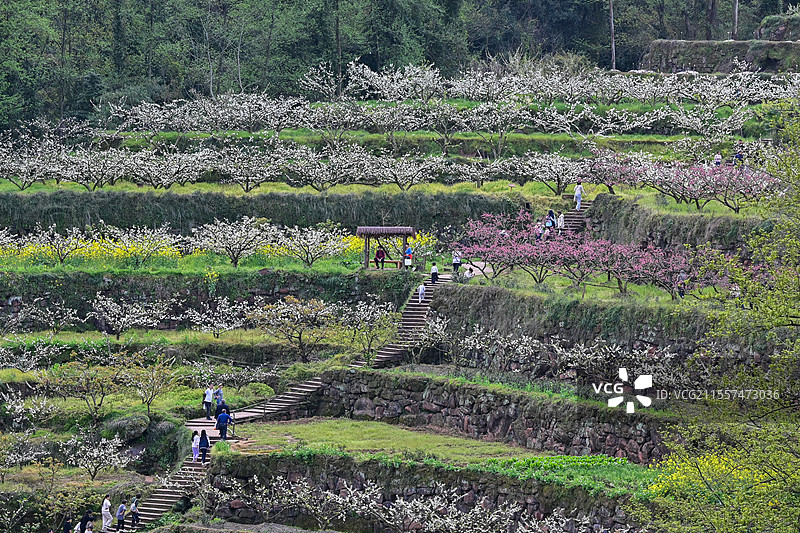 眉山市丹棱县幸福古村梯田风光图片素材