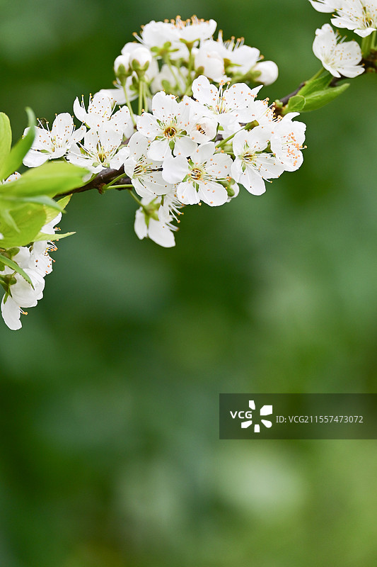眉山市丹棱县幸福古村盛开的李花图片素材