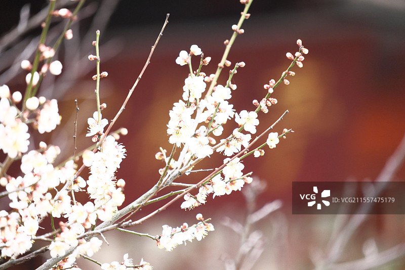 黄冈罗田塔山公园清元禅寺樱花盛开图片素材