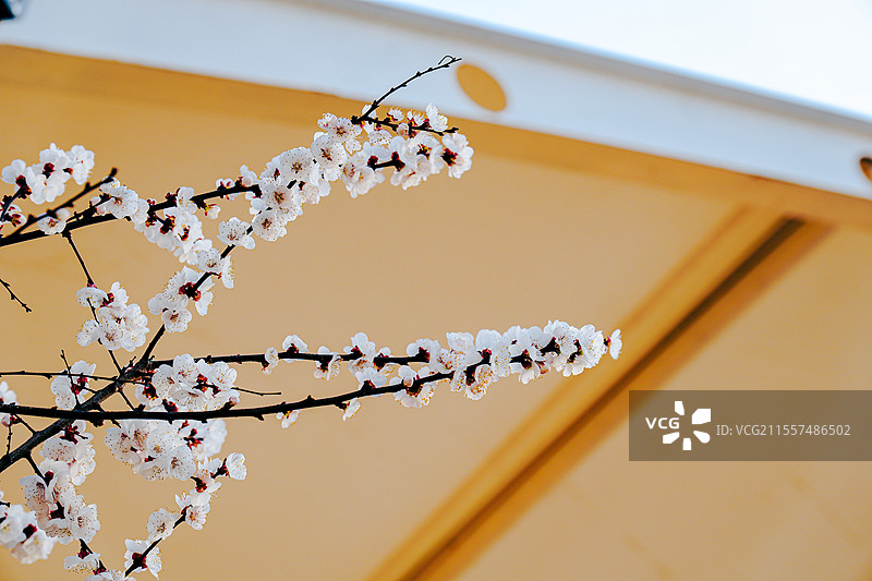 春日自然风光图片素材