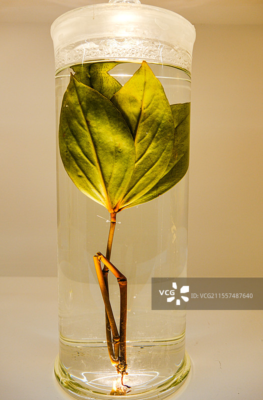 贵州中草药文化，贵州中草药标本，中草药，中药，药食同源图片素材