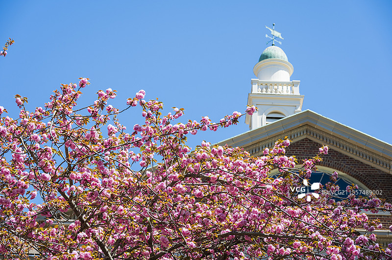美国杜克大学春天的校园和花园图片素材