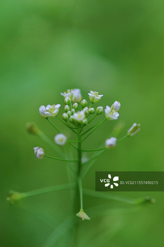 荠菜 十字花科荠属一年或二年生草本植物图片素材