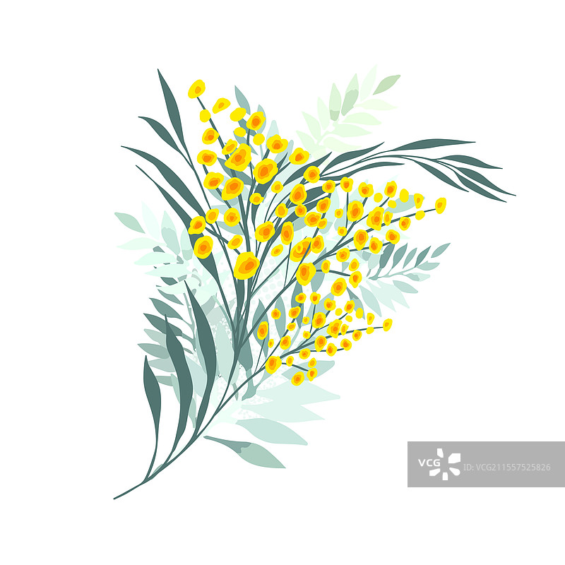 黄色的含羞草花枝象征着妇女节图片素材