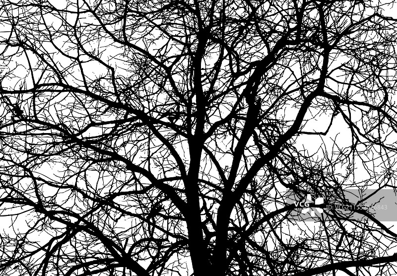 单色树枝手的剪影图片素材