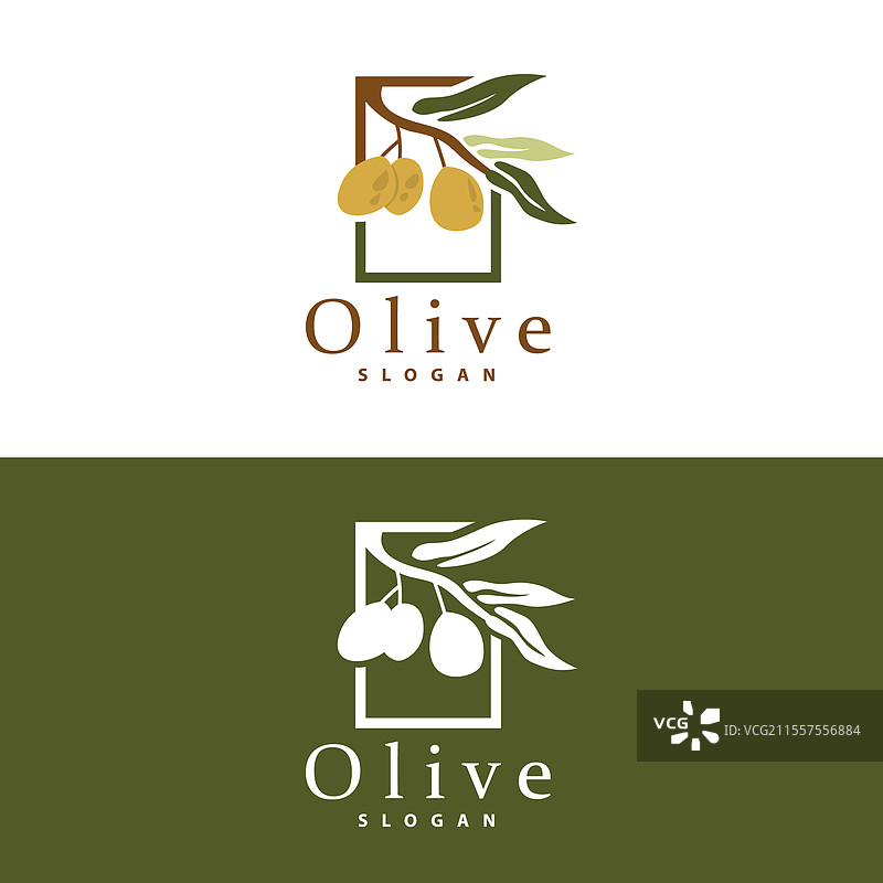 橄榄油标志 橄榄叶植物 草本花园图片素材