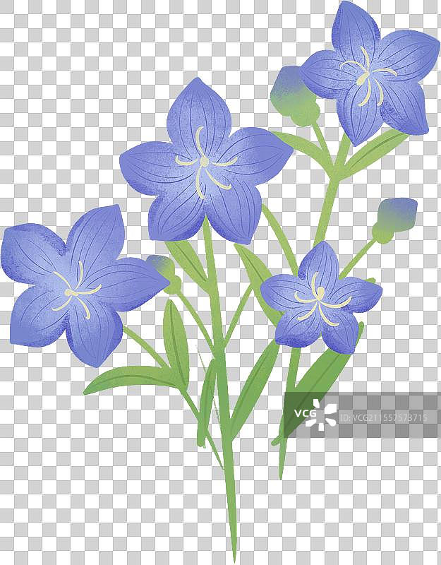 桔梗花插画图片素材
