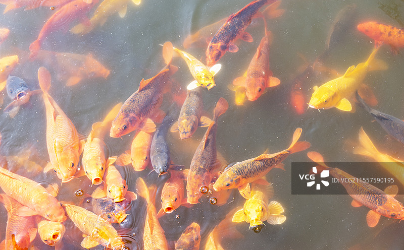 一群美丽的锦鲤图片素材