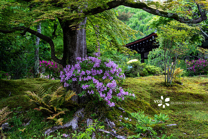 日本京都著名旅游景点世界文化遗产天龙寺庭园中盛开的杜鹃花（平户踯躅）图片素材