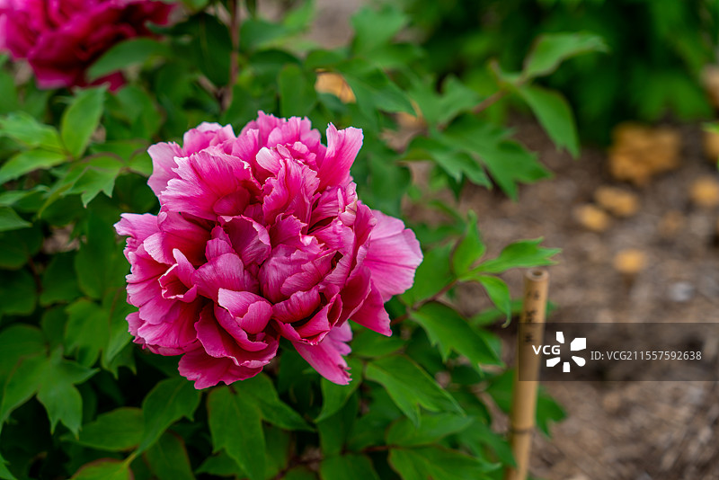 日本奈良县重要旅游景点佛教法相宗本山药师寺中盛开的牡丹花图片素材