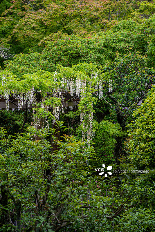 日本京都著名旅游景点世界文化遗产天龙寺庭园中初夏盛开的白色紫藤图片素材