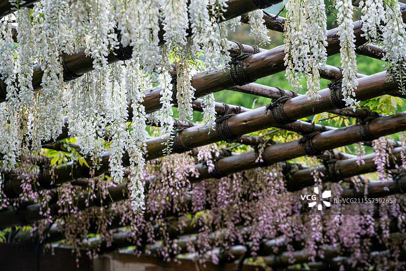 日本京都著名旅游景点世界文化遗产天龙寺庭园中初夏盛开的白色紫藤图片素材