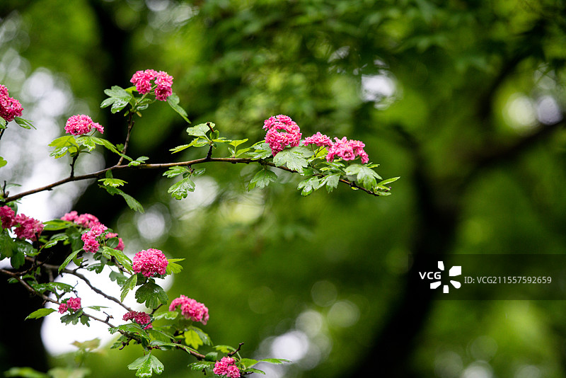 日本京都著名旅游景点世界文化遗产天龙寺庭园盛开的欧洲红花山楂图片素材