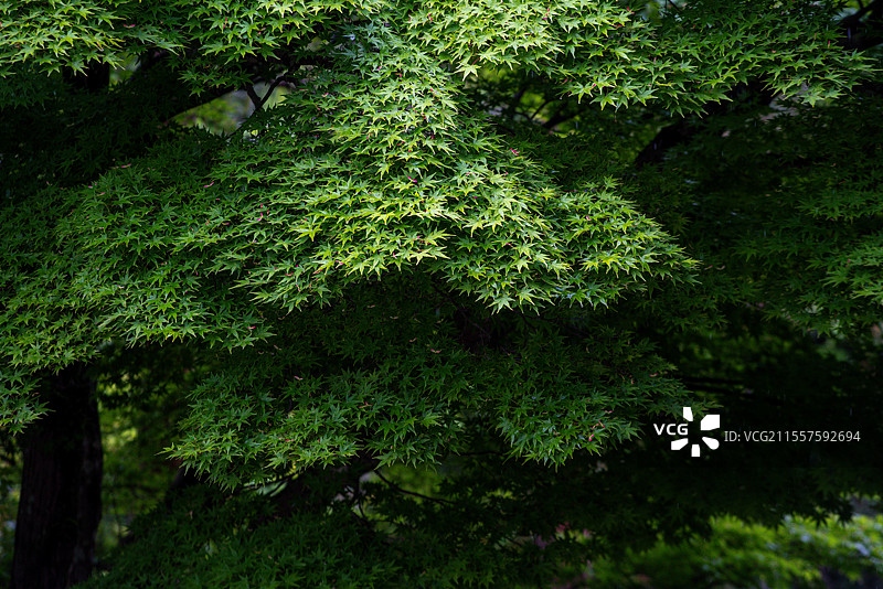 日本京都著名旅游景点世界文化遗产天龙寺庭园中美丽的青枫图片素材