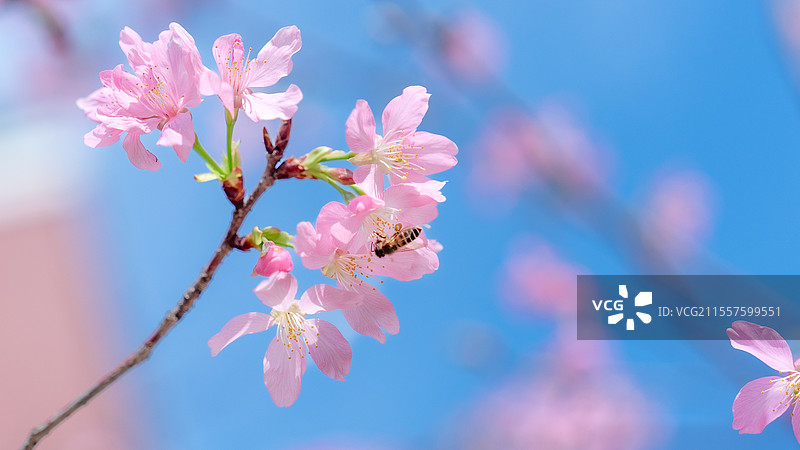 福建师范大学的樱花树图片素材