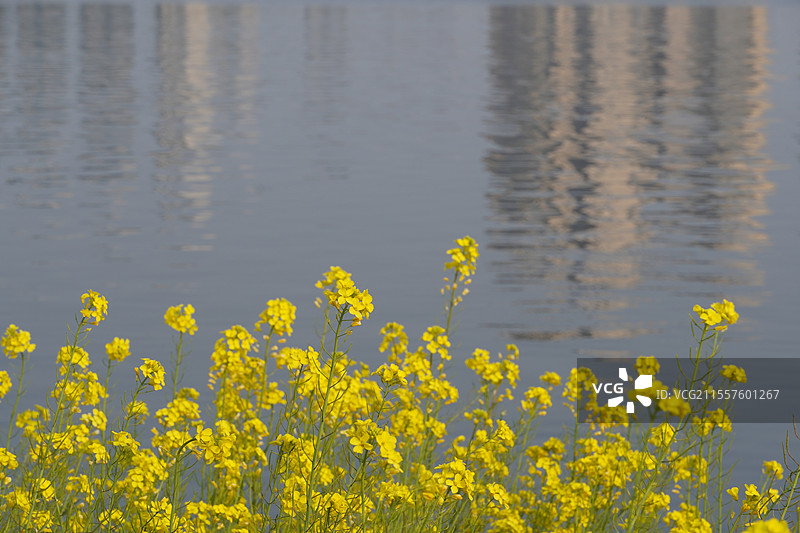 杭州钱塘区江海之城东沙湖公园盛开的油菜花图片素材