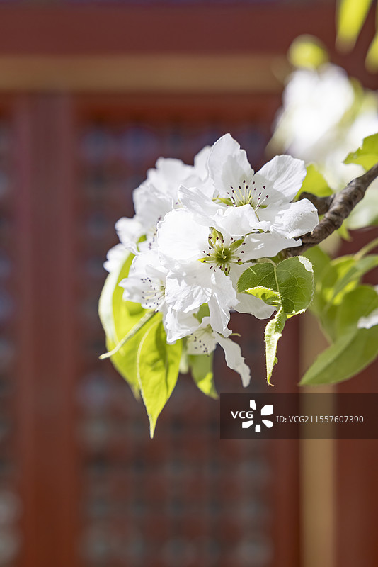 春天春分节气北京故宫承乾宫的梨花盛开图片素材
