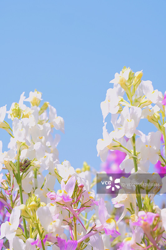 摩洛哥柳穿鱼图片素材