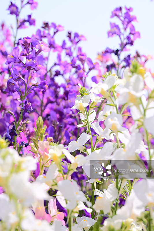 摩洛哥柳穿鱼图片素材