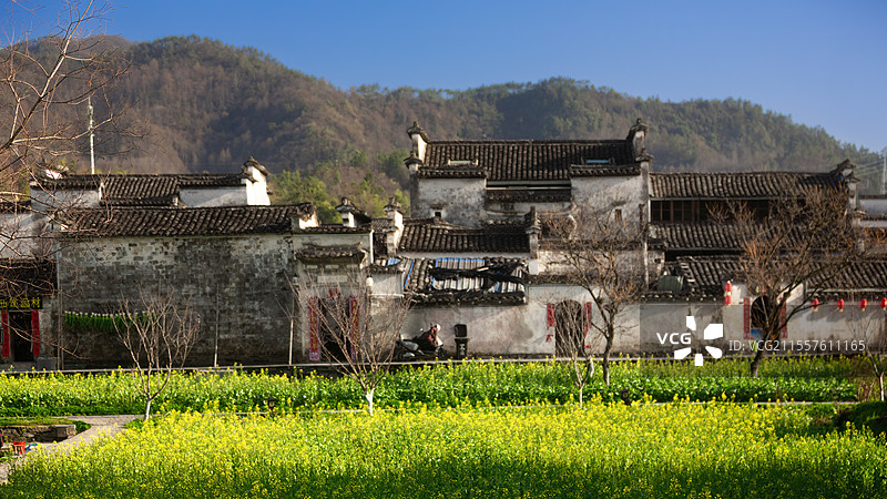 安徽西递油菜花图片素材