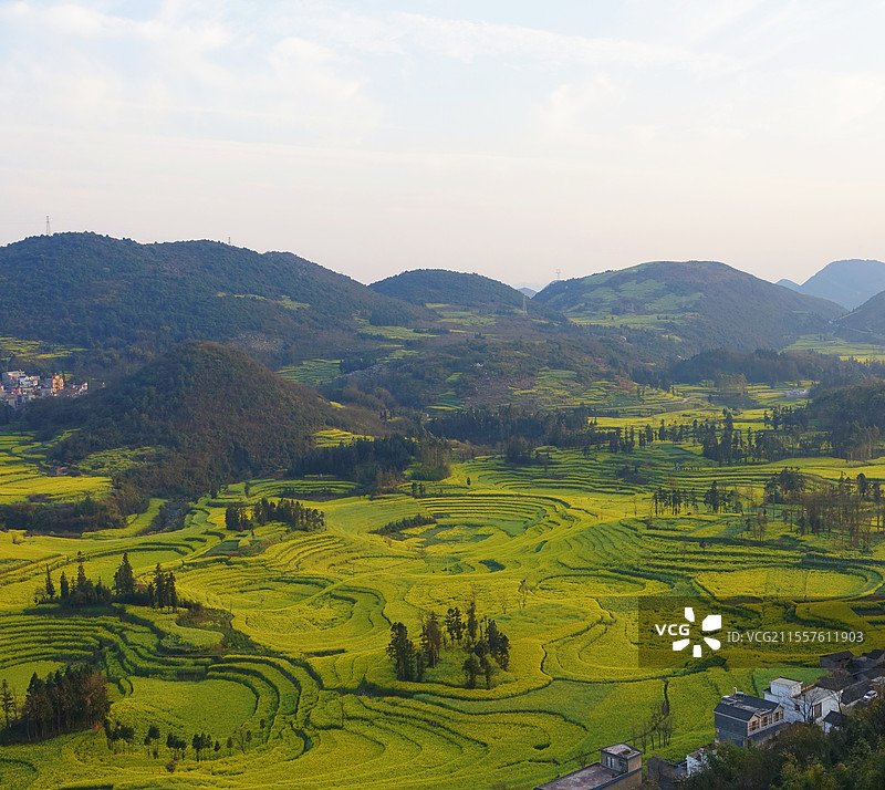 油菜花梯田图片素材