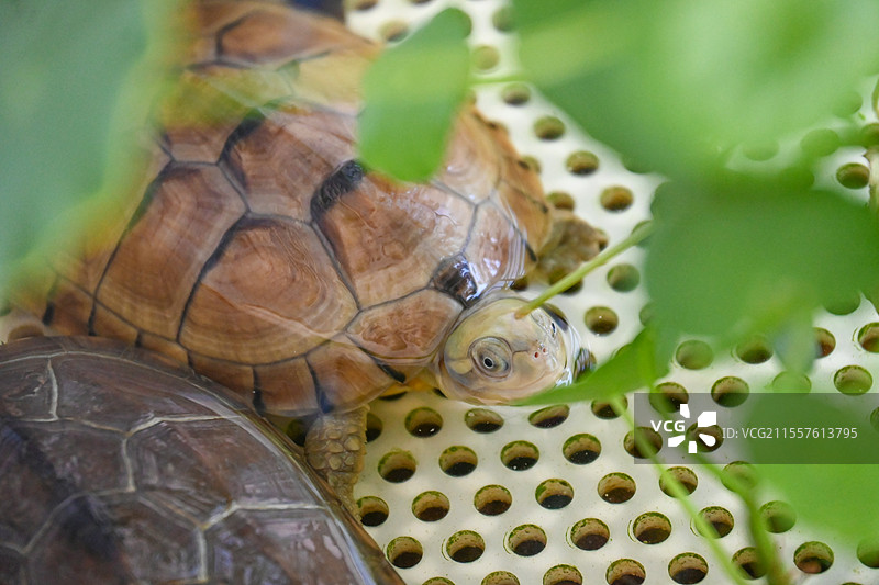 家养的宠物龟，黄喉拟水龟小青龟图片素材