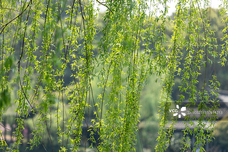 万条垂下绿丝绦图片素材